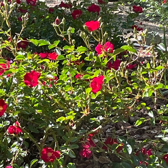 Meet your Posher, Dorothy - Picture 3 of 5